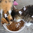 체리블러썸 이미지