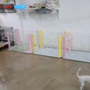 멍스타애견 이미지