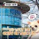 예산-62 | 살목지 촬영지 충남 예산 애견동반 당일치기 기차여행 코스
