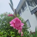 브니엘하우스 이미지