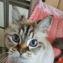 CATS&ME(캣츠 앤 미) 이미지