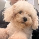 라이크펫 | 광주 광산구 애견카페 라이크펫 후기