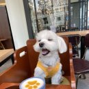 오픈독하우스 이미지