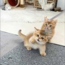 캣스토리 이미지