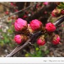 홍매화 민박 이미지