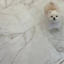 어썸펫 | 수원 화서 애견미용실 | 포메라니안 스파부터 곰돌이컷 후기