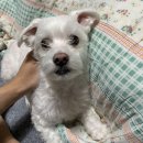 쌀을품은닭 이미지