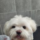 미소애견 미용실 이미지