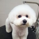 늘 예쁘개 이미지