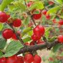 앵두펜션 이미지