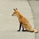 까망여우 이미지