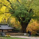 은행나무로 이미지