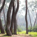 소나무숲 이미지