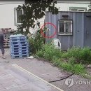 강아지본부 이미지