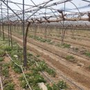 일비농장 이미지