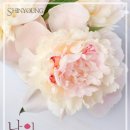 백마상사 이미지