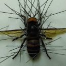 여왕벌PC방 이미지