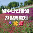 상주태양농원 | 양주 가볼만한 곳 양주나리공원 나리농원 천일홍축제 예쁜꽃 포토존가득
