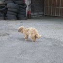 터줏대감 Daum카페