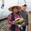 싱싱 농장 이미지