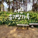 수당리 | 충남 여행 서산 가볼만한곳 유기방가옥 수선화축제 봄나들이 명소 꽃구경