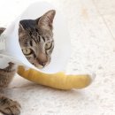 마스터 동물의료센터 이미지