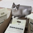 윈썸코퍼레이션 | 샌드마스터 시그니처 2.4kg과 고양이 스크레처 세트 후기
