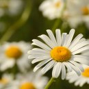 한재골(광장) 이미지