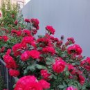 장미세탁 이미지