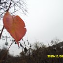 벗님네 Daum카페