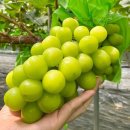 오늘 과일 이미지