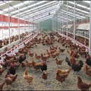 화순우리맛닭영농조합법인 이미지