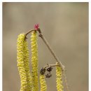 새봄을 기다리며 다시 보는 우리 들꽃 (14) - 개암나무 이미지