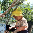 (지역사회연계)블루베리 따러가요 🧒🫐👧 이미지