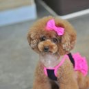 탑동물병원 이미지