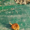 기담농장 이미지