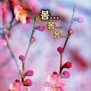 봄처녀 ㅡ 소프라노 김 인혜 노래ㅡ아름다운 봄의ㅡ들녁 입니다 ㅡ 이미지