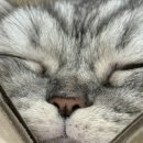 행복하게 달리는 집사 | 고양이우다다 “집사가 자려고 누운 순간, 고양이는 왜 달리기 대회를 시작할까요? 단순한 장난일까요...