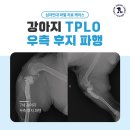 제일메디칼㈜ | 안산동물병원 강아지 뒷 다리 절뚝거림 증상, 십자인대파열과 수술 후기