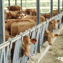 강진목장 이미지