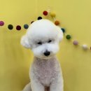 조아펫살롱 이미지