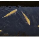 임진강리조트 이미지