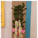 아담리즈수학 울산남구센터 개업 축하 화분[고무나무]