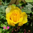 삼아농장 이미지