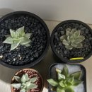 다육여정