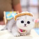 강남 고양이 분양 캣프렌즈 | “캣프렌즈가 먼치킨 고양이만 전문으로 분양하는 이유”