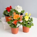 모리앤 생화 사계절 꽃이 피는 꽃베고니아 포트식물 4종, 혼합색상, 1세트 이미지