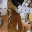 뜯어뜯어