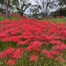 선운사꽃무릇 | 2025 고창 선운사 꽃무릇 상사화 군락지 개화상황 방문후기