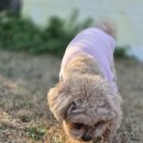 호야별 애견유치원 이미지